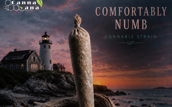 CannaVana | 1g Comfortably Numb Preroll
