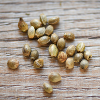 Seed