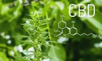 CBD