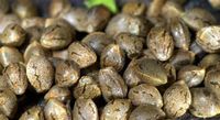 Seeds 