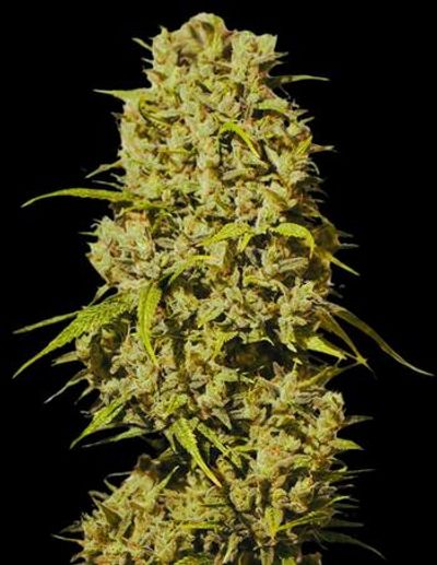 Dank | Flower | Jar | 3.5G | Bubblegum Haze | THC 29.73% | Sativa-Hybrid