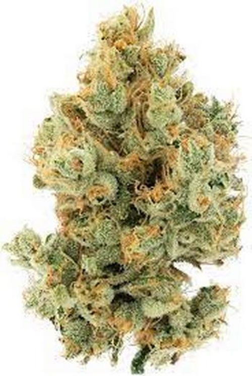 Cannabiotix Tropical Lemonade 8th