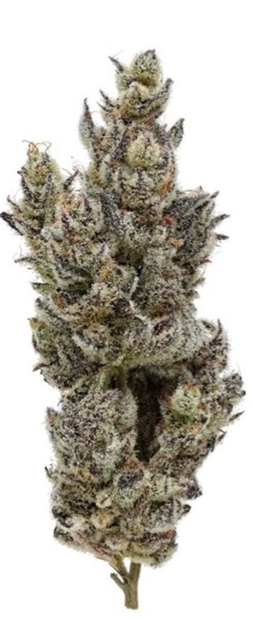 Fig Farms Holy Moly! 8th HYBRID