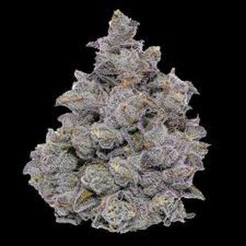 Fig Farms - Lemon Cherry Face -8th