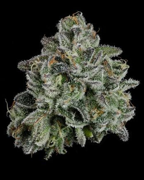 U4EA Farms | 3.5g Whoopie Pie Flower