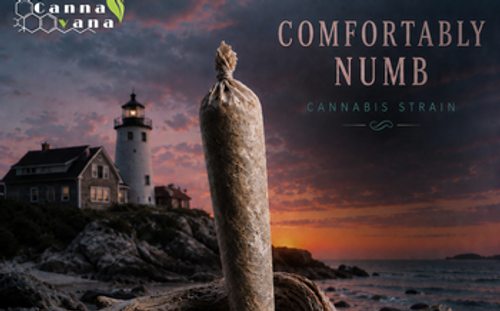CannaVana | 1g Comfortably Numb Preroll
